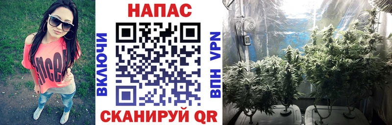 купить наркоту  Шагонар  Канабис White Widow 